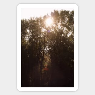 morning sun through treetops Trojan pond, near Goble, Oregon Sticker